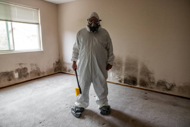 Environmental Consulting for Mold Prevention in Harbour Heights, FL